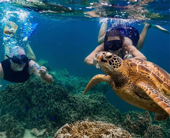 بشخصيتها المرحة.. سلحفاة تقيم 