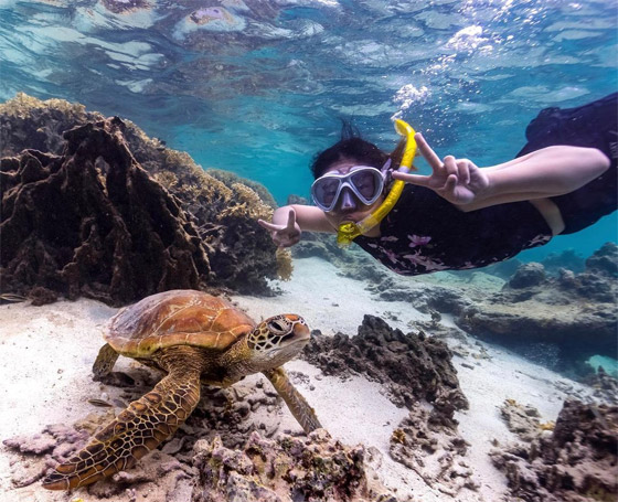 بشخصيتها المرحة.. سلحفاة تقيم 