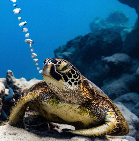 بشخصيتها المرحة.. سلحفاة تقيم 