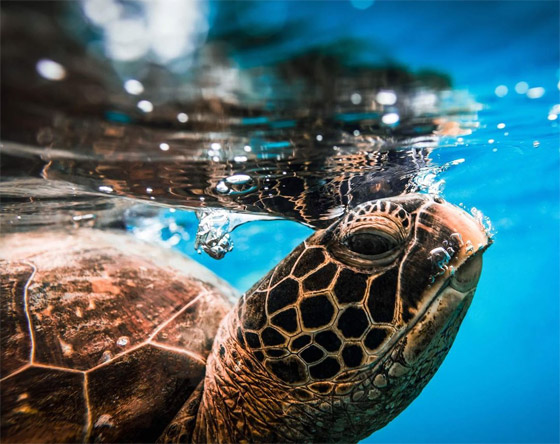 بشخصيتها المرحة.. سلحفاة تقيم 