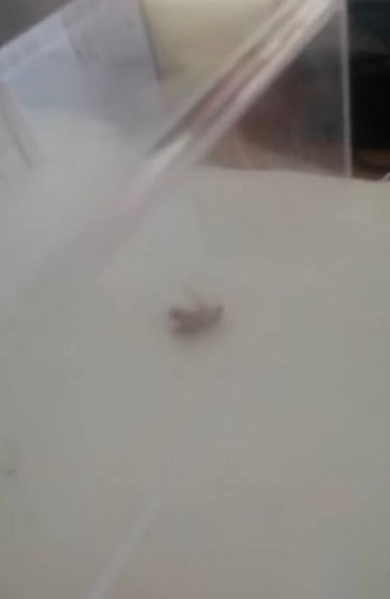 جهاز ليزري يعمل بالذكاء الاصطناعي مهمته قتل الصراصير صورة رقم 4