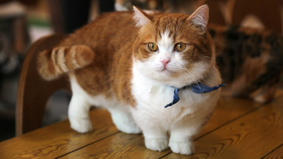 أنواع قطط غريبة ستراها لأول مرة أبرزهم: بـ6 أرجل! صورة رقم 3