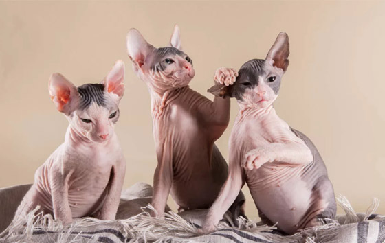 أنواع قطط غريبة ستراها لأول مرة أبرزهم: بـ6 أرجل! صورة رقم 5