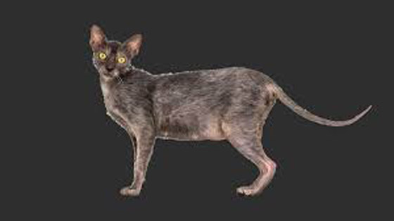 أنواع قطط غريبة ستراها لأول مرة أبرزهم: بـ6 أرجل! صورة رقم 1