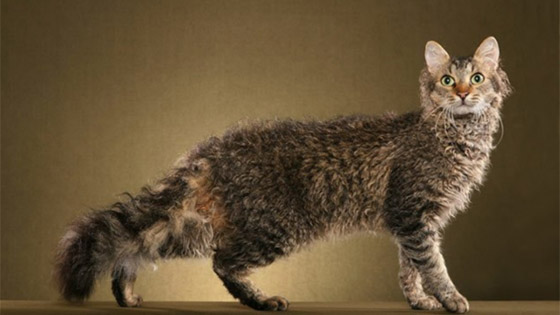 أنواع قطط غريبة ستراها لأول مرة أبرزهم: بـ6 أرجل! صورة رقم 6