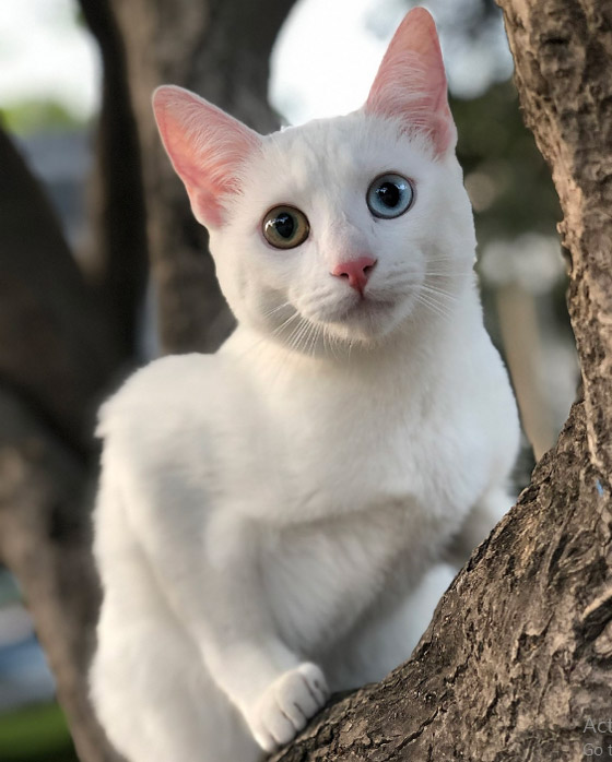 أنواع قطط غريبة ستراها لأول مرة أبرزهم: بـ6 أرجل! صورة رقم 2