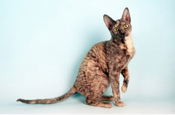 أنواع قطط غريبة ستراها لأول مرة أبرزهم: بـ6 أرجل! صورة رقم 4