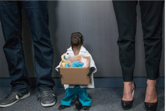 أنجلينا جولي القرود: تقدر ثروتها بـ 6 ملايين دولار صورة رقم 2