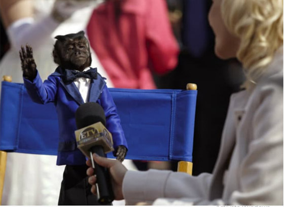 أنجلينا جولي القرود: تقدر ثروتها بـ 6 ملايين دولار صورة رقم 3