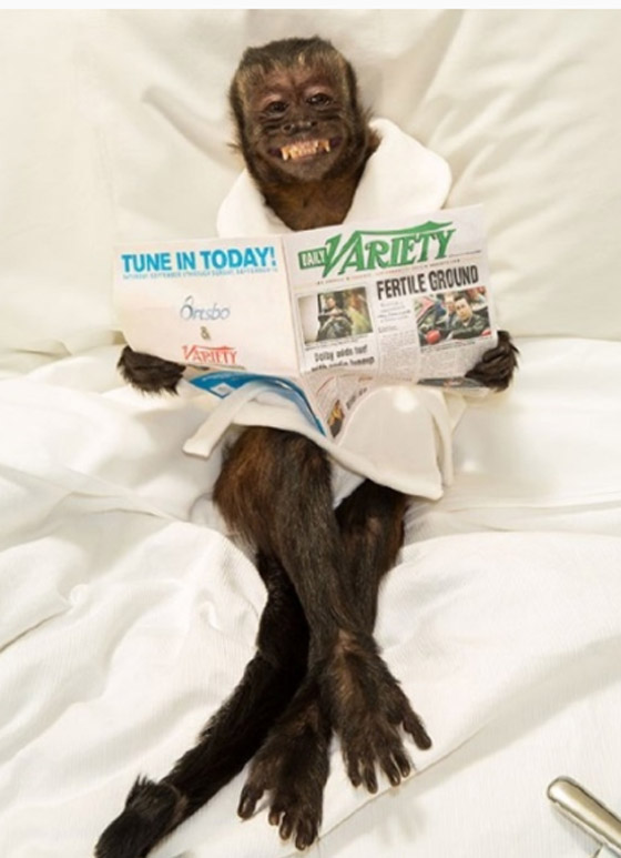 أنجلينا جولي القرود: تقدر ثروتها بـ 6 ملايين دولار صورة رقم 4