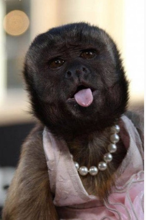 أنجلينا جولي القرود: تقدر ثروتها بـ 6 ملايين دولار صورة رقم 7