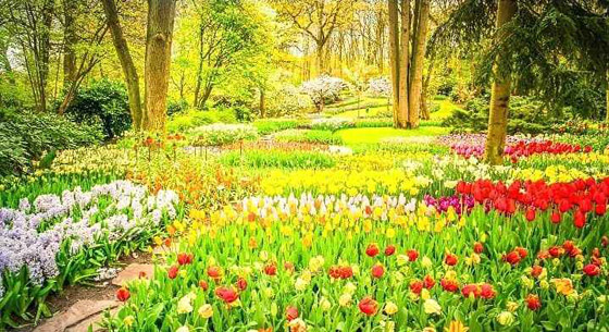 يمكنك رؤية زهور وأشجار وعشب.. لكن هل تستطيع إيجاد الببغاء؟ صورة رقم 1