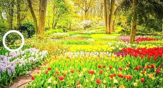 يمكنك رؤية زهور وأشجار وعشب.. لكن هل تستطيع إيجاد الببغاء؟ صورة رقم 2