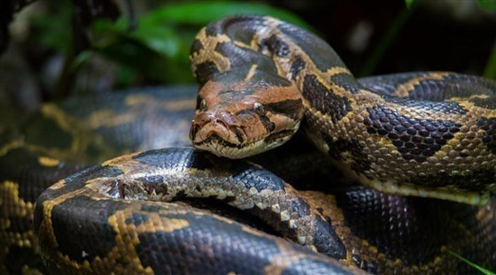 بسرواله.. أمريكي يهرّب 3 ثعابين عبر معبر حدودي صورة رقم 1