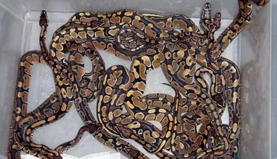 بسرواله.. أمريكي يهرّب 3 ثعابين عبر معبر حدودي صورة رقم 2