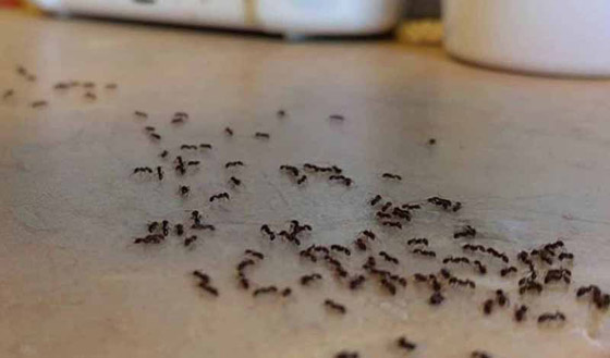 تخلصي من نمل المنزل.. بهذه الطريقة صورة رقم 5