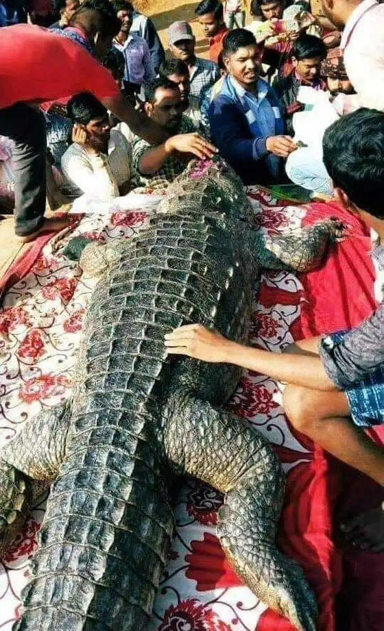 فيديو: جنازة مهيبة أقاموها في الهند لتمساحة ماتت بعمر 80 سنة صورة رقم 8 فيديو: جنازة مهيبة أقاموها في الهند لتمساحة ماتت بعمر 80 سنة صورة رقم 8