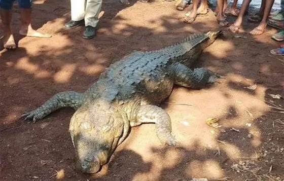 فيديو: جنازة مهيبة أقاموها في الهند لتمساحة ماتت بعمر 80 سنة صورة رقم 10 فيديو: جنازة مهيبة أقاموها في الهند لتمساحة ماتت بعمر 80 سنة صورة رقم 10
