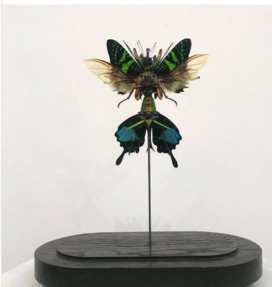 يستخدم المئات من أجسام الحشرات الميتة لإنشاء تماثيل مدهشة صورة رقم 4