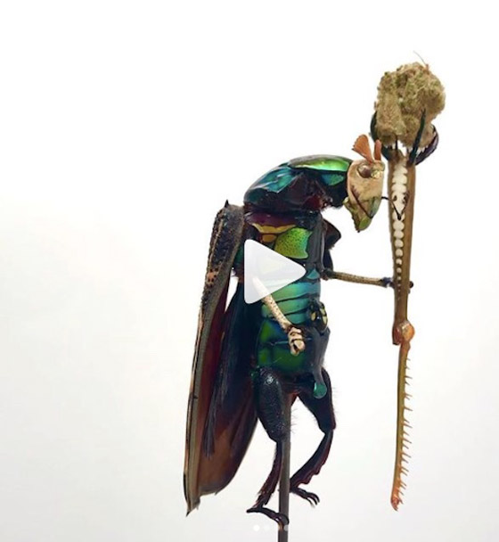 يستخدم المئات من أجسام الحشرات الميتة لإنشاء تماثيل مدهشة صورة رقم 5