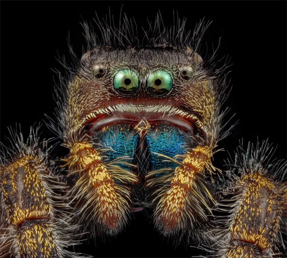 صورة مقربة تثير الرعب.. لن تصدق أن هذا وجه نملة! صورة رقم 4 صورة مقربة تثير الرعب.. لن تصدق أن هذا وجه نملة! صورة رقم 4