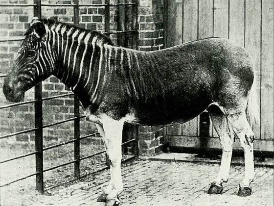 صور نادرة لـ 10 حيوانات منقرضة كانت في الماضي تعيش بيننا! صورة رقم 2 صور نادرة لـ 10 حيوانات منقرضة كانت في الماضي تعيش بيننا! صورة رقم 2