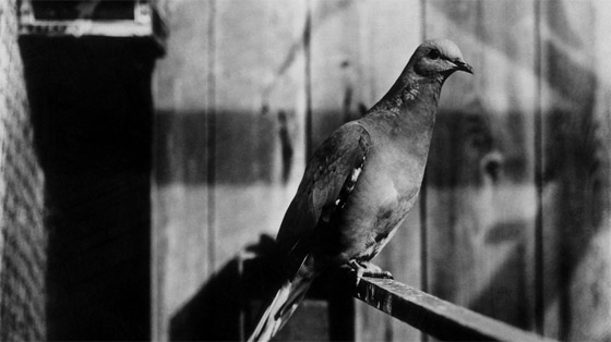 صور نادرة لـ 10 حيوانات منقرضة كانت في الماضي تعيش بيننا! صورة رقم 3 صور نادرة لـ 10 حيوانات منقرضة كانت في الماضي تعيش بيننا! صورة رقم 3