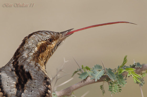 صور نادرة لـ 10 حيوانات منقرضة كانت في الماضي تعيش بيننا! صورة رقم 7 صور نادرة لـ 10 حيوانات منقرضة كانت في الماضي تعيش بيننا! صورة رقم 7