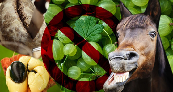 8 أطعمة محظورة لا يمكنك تناولها في أمريكا! صورة رقم 1