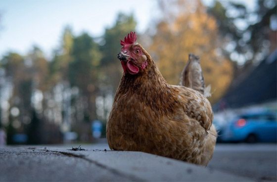ممنوع تناول العلكة!.. تعرفوا إلى أغرب القوانين من حول العالم صورة رقم 2