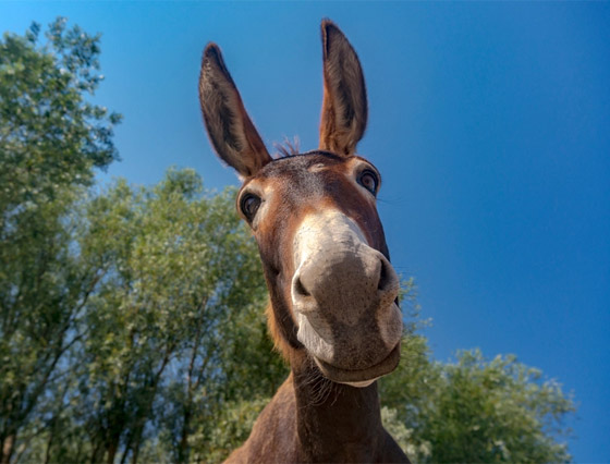 ممنوع تناول العلكة!.. تعرفوا إلى أغرب القوانين من حول العالم صورة رقم 5