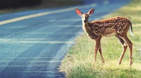 غزال يتسبب في وفاة شخصين بحادث مروري في اليابان صورة رقم 1