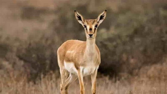 غزال يتسبب في وفاة شخصين بحادث مروري في اليابان صورة رقم 3