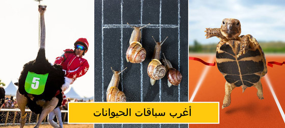 مصارعة الحشرات وكرة قدم الأفيال! أغرب سباق الحيوانات في العالم! صورة رقم 1