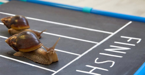 مصارعة الحشرات وكرة قدم الأفيال! أغرب سباق الحيوانات في العالم! صورة رقم 4