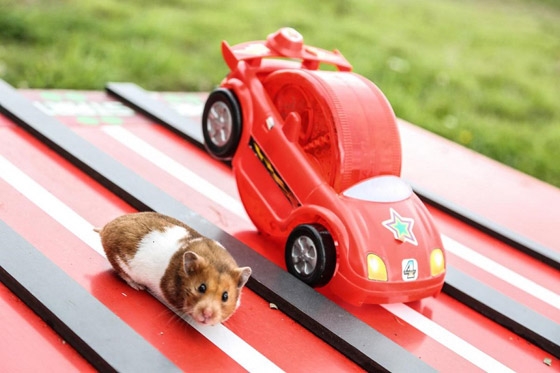 مصارعة الحشرات وكرة قدم الأفيال! أغرب سباق الحيوانات في العالم! صورة رقم 6