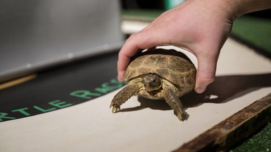 مصارعة الحشرات وكرة قدم الأفيال! أغرب سباق الحيوانات في العالم! صورة رقم 7