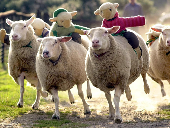 مصارعة الحشرات وكرة قدم الأفيال! أغرب سباق الحيوانات في العالم! صورة رقم 8