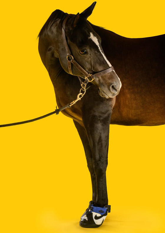 مقابل 1200 دولار فقط.. يمكنكم شراء حذاء رياضي لحصانكم! صور صورة رقم 4