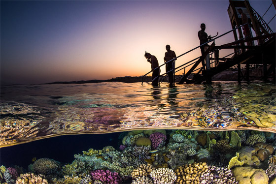 دوامة من الأسماك تُشكل 