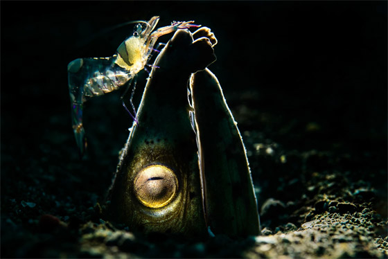 دوامة من الأسماك تُشكل 