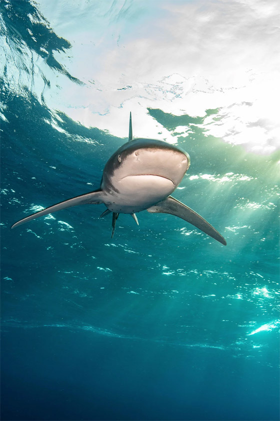 دوامة من الأسماك تُشكل 