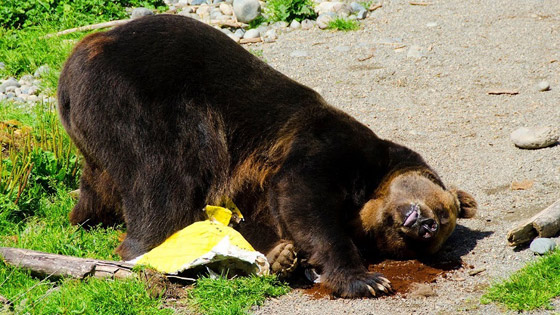 هل تنجذب الدببة إلى تناول العسل حقًا أم أنها مجرد خرافة؟ صورة رقم 2