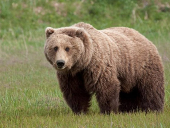 هل تنجذب الدببة إلى تناول العسل حقًا أم أنها مجرد خرافة؟ صورة رقم 8