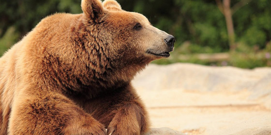 هل تنجذب الدببة إلى تناول العسل حقًا أم أنها مجرد خرافة؟ صورة رقم 9