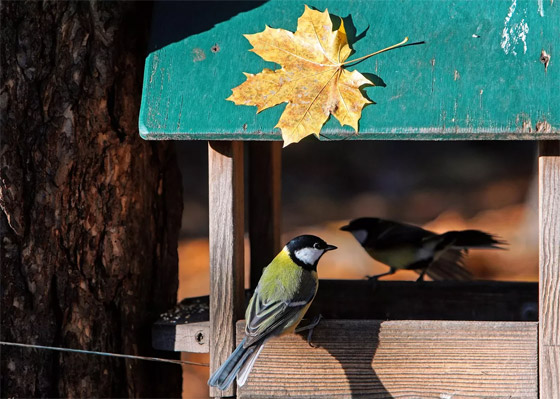 بالصور: فصل الخريف يجوب العالم.. مناظر خريفية بألوان خلابة صورة رقم 4