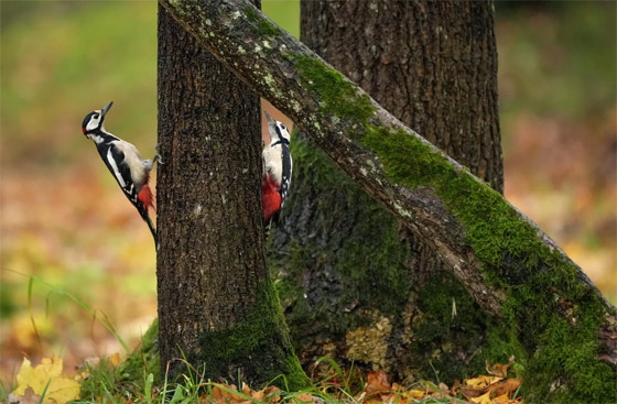 بالصور: فصل الخريف يجوب العالم.. مناظر خريفية بألوان خلابة صورة رقم 10
