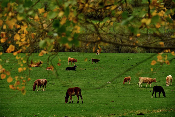 بالصور: فصل الخريف يجوب العالم.. مناظر خريفية بألوان خلابة صورة رقم 11