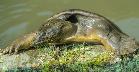 بالصور: تعرفوا إلى 7 حيوانات تستخدم أعضاءها بطرق غريبة صورة رقم 1