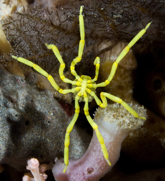 بالصور: تعرفوا إلى 7 حيوانات تستخدم أعضاءها بطرق غريبة صورة رقم 2